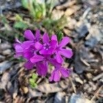 Phlox amoena flower picture by jimseng jimseng (cc-by-sa)