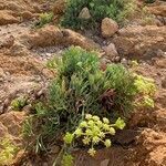 Crithmum maritimum habit picture by Campoamor Ramon (cc-by-sa)