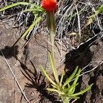 Kleinia picticaulis flower picture by susan brown (cc-by-sa)