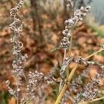 Artemisia vulgaris fruit picture by pierre-louis pichon (cc-by-sa)