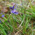 Polygala serpyllifolia habit picture by Pierre LEON (cc-by-sa)