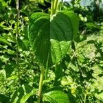 Hydrangea arborescens leaf picture by Stephnnie Craft (cc-by-sa)