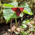 Trillium erectum flower picture by Julian Mimovic (cc-by-sa)