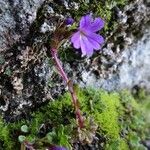 Erinus alpinus habit picture by Alain Bigou (cc-by-sa)