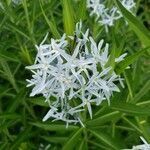 Amsonia tabernaemontana flower picture by William Coville (cc-by-sa)