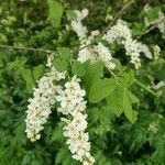 Prunus padus flower picture by Annemarie van der Veen (cc-by-sa)