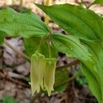 Prosartes smithii flower picture by Ethan Greer (cc-by-sa)