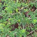 Baptisia tinctoria leaf picture by Shirley Hutcherson (cc-by-sa)