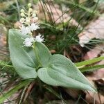 Maianthemum bifolium habit picture by Dieter Albrecht (cc-by-sa)