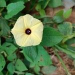 Ipomoea obscura flower picture by Jean Cornet (cc-by-sa)