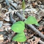 Smilax glauca leaf picture by Nancy Schiano (cc-by-sa)