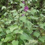 Malva olbia habit picture by Llandrich anna (cc-by-sa)