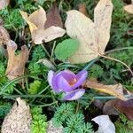 Crocus imperati flower picture by Bana Ike (cc-by-sa)