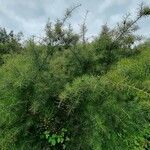 Hakea sericea habit picture by Daniel Bourget (cc-by-sa)