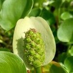 Calla palustris fruit picture by Kai Best (cc-by-sa)