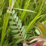 Vicia pannonica leaf picture by natalia delgado (cc-by-sa)