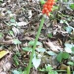 Arum cylindraceum habit picture by Michael Andresek (cc-by-sa)