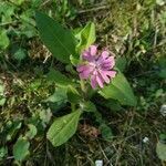 Silene dioica habit picture by Patrick Nard (cc-by-sa)