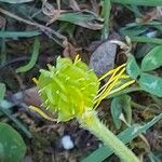 Ranunculus lanuginosus fruit picture by Sergio costantini (cc-by-sa)