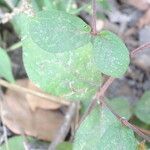 Cyathula prostrata leaf picture by Maarten Vanhove (cc-by-sa)