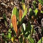 Cneorum tricoccon leaf picture by Vinciane Bertrand (cc-by-sa)