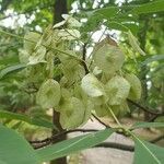 Ptelea trifoliata flower picture by Avsar Topal (cc-by-sa)