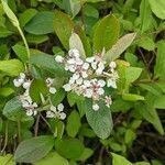 Aronia arbutifolia flower picture by Matthias Foellmer (cc-by-sa)