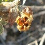 Cistus crispus fruit picture by Magalie Delalande (cc-by-sa)