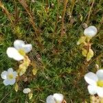 Saxifraga fragosoi leaf picture by joselu_4 (cc-by-sa)