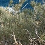 Ephedra major habit picture by Daniel García Escrivá (cc-by-sa)