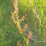 Rumex thyrsiflorus leaf picture by chris zeelander (cc-by-sa)