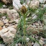 Asphodeline lutea leaf picture by héla kaoual (cc-by-sa)