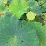 Nelumbo nucifera leaf picture by Miroslav Cikan (cc-by-sa)