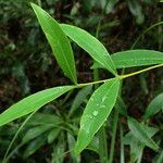 Wikstroemia indica leaf picture by Richard Chesher (cc-by-sa)