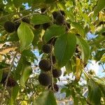 Dovyalis hebecarpa fruit picture by Pantoja Santiago Peter (cc-by-sa)