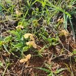 Commelina reptans habit picture by Susan Brown (cc-by-sa)