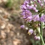 Allium lusitanicum flower picture by laurent boniface (cc-by-sa)