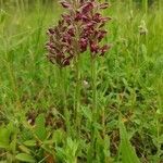 Anacamptis coriophora flower picture by ceratostigma (cc-by-sa)