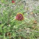 Tragopogon porrifolius flower picture by Brunello Pierini (cc-by-sa)