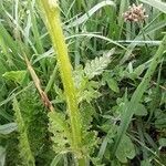 Pedicularis tuberosa leaf picture by Cristian Zanella Cristian Zanella (cc-by-sa)