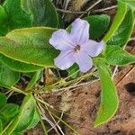 Ruellia prostrata flower picture by susan brown (cc-by-sa)