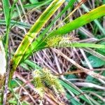 Carex pseudocyperus habit picture by Waldemar Zeja (cc-by-sa)