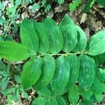 Polygonatum multiflorum leaf picture by Tom Fisher (cc-by-sa)