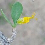 Zygophyllum atriplicoides flower picture by M. Hedayat (cc-by-sa)