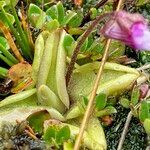 Pinguicula calyptrata habit picture by Fabien Anthelme (cc-by-sa)