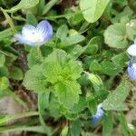 Veronica persica leaf picture by Lucile Hubas (cc-by-sa)