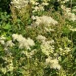 Filipendula ulmaria flower picture by johann (cc-by-sa)