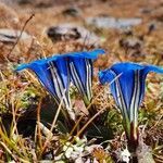 Gentiana nyalamensis flower picture by phuentsho (cc-by-sa)