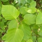 Betula papyrifera leaf picture by William Wattles (cc-by-sa)