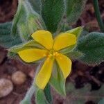 Helianthemum salicifolium flower picture by alon saurio (cc-by-sa)